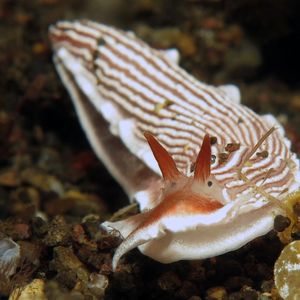 Dermatobranchus rubidus 印度尼西亚 Indonesia , 巴厘岛 Bali , 艾湄湾 Amed Bay @LazyDiving.com 潜水时光