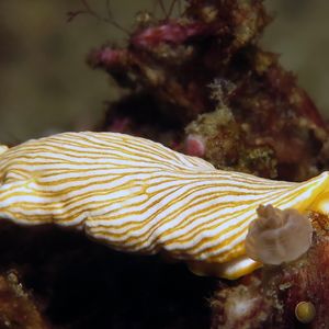 Dermatobranchus albus 东帝汶 Timor-Leste @LazyDiving.com 潜水时光