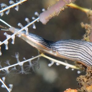 Dermatobranchus 印度尼西亚 Indonesia , 巴�厘岛 Bali , 图蓝本 Tulamben @LazyDiving.com 潜水时光