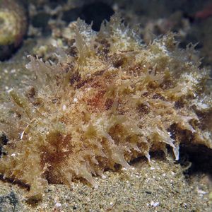 Dolabella auricularia 印度尼西亚 Indonesia , 安汶 Ambon @LazyDiving.com 潜水时光