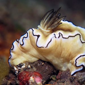 Doriprismatica atromarginata 印度尼西亚 Indonesia , 巴厘岛 Bali , 图蓝本 Tulamben @LazyDiving.com 潜水时光