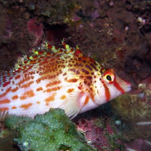 Cirrhitichthys falco 印度尼西亚 Indonesia , 巴厘岛 Bali , 艾湄湾 Amed Bay @LazyDiving.com 潜水时光