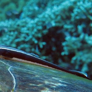 Echeneis naucrates Echeneis naucrates 菲律宾 Philippines , 杜马盖地 Dumaguete @LazyDiving.com 潜水时光
