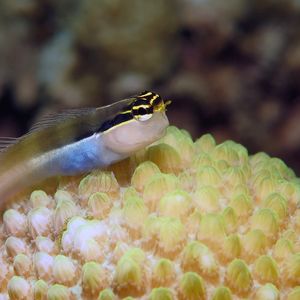 Ecsenius bandanus 印度尼西亚 Indonesia , �安汶 Ambon @LazyDiving.com 潜水时光