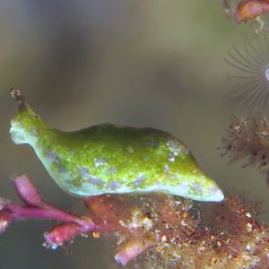 Elysia pusilla 印度尼西亚 Indonesia , 安汶 Ambon @LazyDiving.com 潜水时光