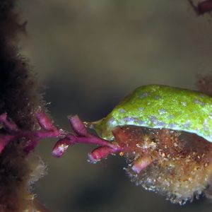 Elysia pusilla 印度尼西亚 Indonesia , 安汶 Ambon @LazyDiving.com 潜水时光