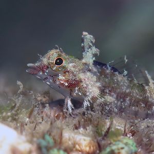 Enneapterygius mirabilis 东帝汶 Timor-Leste @LazyDiving.com 潜水时光