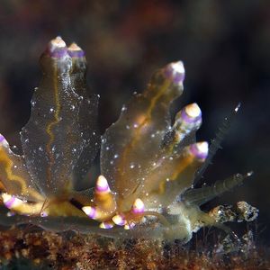 Eubranchus mandapamensis 印度尼西亚 Indonesia , 巴厘岛 Bali , 艾湄湾 Amed Bay @LazyDiving.com 潜水时光