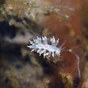 Eubranchus 印度尼西亚 Indonesia , 巴厘岛 Bali , 图蓝本 Tulamben @LazyDiving.com 潜水时光