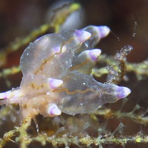 Eubranchus mandapamensis 印度尼西亚 Indonesia , 巴厘岛 Bali , 艾湄湾 Amed Bay @LazyDiving.com 潜水时光