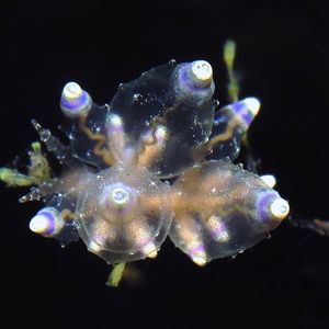 Eubranchus mandapamensis 印度尼西亚 Indonesia , 巴厘岛 Bali , 艾湄湾 Amed Bay @LazyDiving.com 潜水时光