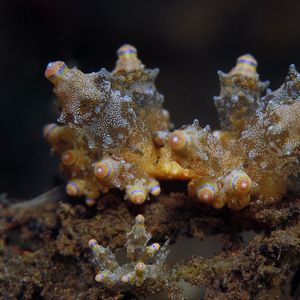 Eubranchus rubropunctatus Eubranchus rubropunctatus 红点真鰓海蛞蝓 Indonesia 印度尼西亚 Bali 巴厘岛 Tulamben 图蓝本 @LazyDiving.com 潜水时光