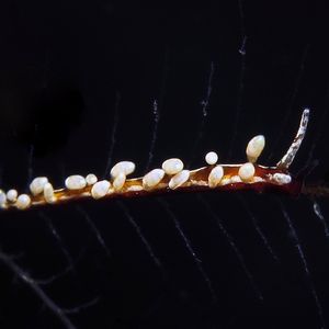 Eubranchus 印度尼西亚 Indonesia , 巴厘岛 Bali , 图蓝本 Tulamben @LazyDiving.com 潜水时光