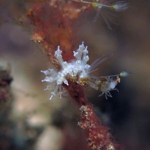 Eubranchus 印度尼西亚 Indonesia , 巴厘岛 Bali , 图蓝本 Tulamben @LazyDiving.com 潜水时光