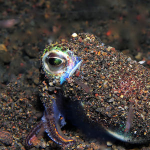 Euprymna berryi 印度尼西亚 Indonesia , 巴厘岛 Bali , 艾湄��湾 Amed Bay @LazyDiving.com 潜水时光