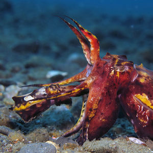 Metasepia pfefferi 印度尼西亚 Indonesia , 安汶 Ambon @LazyDiving.com 潜水时光