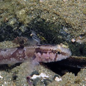 Callogobius hasseltii 印度尼西亚 Indonesia , 安汶 Ambon @LazyDiving.com 潜水时光