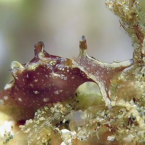 Aplysia japonica 印度尼西亚 Indonesia , 安汶 Ambon @LazyDiving.com 潜水时光