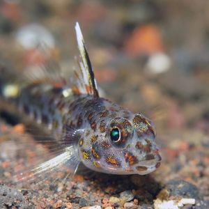 Fusigobius inframaculatus 印度尼西�亚 Indonesia , 巴厘岛 Bali , 图蓝本 Tulamben @LazyDiving.com 潜水时光