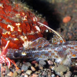 Fusigobius inframaculatus Fusigobius inframaculatus 下斑纺锤虾虎 Indonesia 印度尼西亚 Bali 巴厘岛 Tulamben 图蓝本 @LazyDiving.com 潜水时光