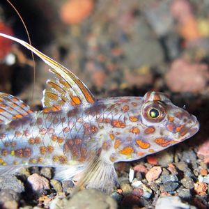 Fusigobius inframaculatus 印度尼西亚 Indonesia , 巴厘岛 Bali , 图蓝本 Tulamben @LazyDiving.com 潜水时光