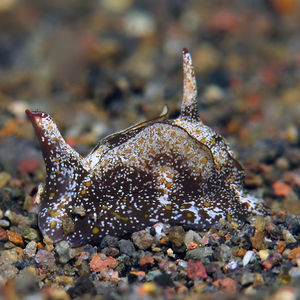 Gastropteron 印度尼西亚 Indonesia , 巴厘岛 Bali , 艾湄湾 Amed Bay @LazyDiving.com 潜水时光