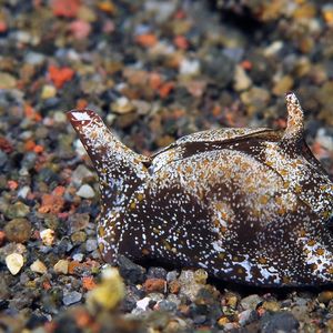 Gastropteron Gastropteron 腹翼海蛞蝓 Indonesia 印度尼西亚 Bali 巴厘岛 Amed Bay 巴厘岛艾湄湾 @LazyDiving.com 潜水时光