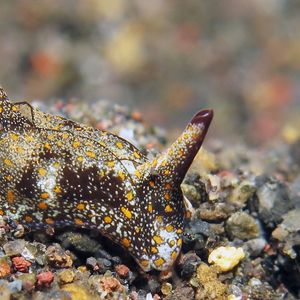 Gastropteron 印度尼西亚 Indonesia , 巴厘岛 Bali , 艾湄湾 Amed Bay @LazyDiving.com 潜水时光