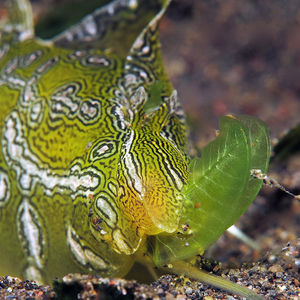 Syphonota geographica 印度尼西亚 Indonesia , 巴厘岛 Bali , 艾湄湾 Amed Bay @LazyDiving.com 潜水时光