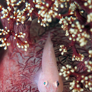 Pleurosicya boldinghi 印度尼西亚 Indonesia , 安汶 Ambon @LazyDiving.com 潜水时光