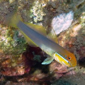 Valenciennea strigata 印度尼西亚 Indonesia , 巴厘岛 Bali , 图蓝本 Tulamben @LazyDiving.com 潜水时��光