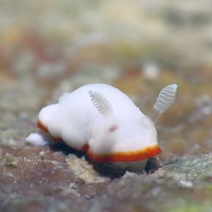 Goniobranchus albonares Goniobranchus albonares 白耳多彩海蛞蝓 Philippines 菲律宾 Romblon 朗布隆 @LazyDiving.com 潜水时光