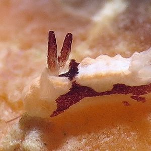 Goniodoris Goniodoris 隅海牛属海蛞蝓 Philippines 菲律宾 Romblon 朗布隆 @LazyDiving.com 潜水时光