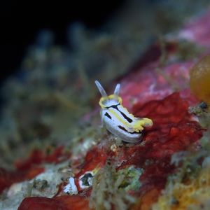 Goniodoridella Goniodoridella 隅海蛞蝓 Indonesia 印度尼西亚 Bali 巴厘岛 Tulamben 图蓝本 @LazyDiving.com 潜水时光