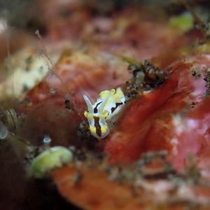 Murphydoris 印度尼西亚 Indonesia , 巴厘岛 Bali , 图蓝本 Tulamben @LazyDiving.com ��潜水时光