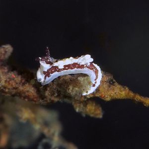 Goniodoris Goniodoris 隅海牛属海蛞蝓 Indonesia 印度尼西亚 Bali 巴厘岛 Tulamben 图蓝本 @LazyDiving.com 潜水时光