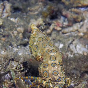 Hapalochlaena lunulata ��印度尼西亚 Indonesia , 安汶 Ambon @LazyDiving.com 潜水时光