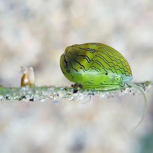 Smaragdia souverbiana 菲律宾 Philippines , 杜马盖地 Dumaguete @LazyDiving.com 潜水时光