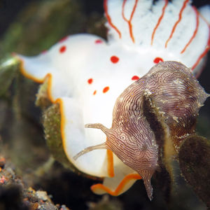 Gymnodoris ceylonica Gymnodoris ceylonica 锡兰裸鰓海蛞蝓 Indonesia 印度尼西亚 Bali 巴厘岛 Amed Bay 巴厘岛艾湄湾 @LazyDiving.com 潜水时光