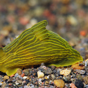 Gymnodoris 印度尼西亚 Indonesia , 巴厘岛 Bali , 艾湄湾 Amed Bay @LazyDiving.com 潜水时光