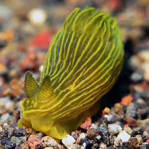 Gymnodoris 印度尼西亚 Indonesia , 巴厘岛 Bali , 艾湄湾 Amed Bay @LazyDiving.com 潜�水时光