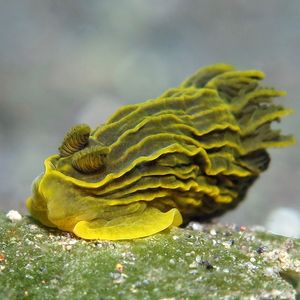 Gymnodoris 印度尼西亚 Indonesia , 巴厘�岛 Bali , 艾湄湾 Amed Bay @LazyDiving.com 潜水时光