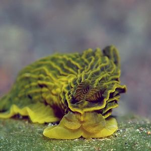 Gymnodoris 印度尼西亚 Indonesia , 巴厘岛 Bali , 艾湄湾 Amed Bay @LazyDiving.com 潜水时光