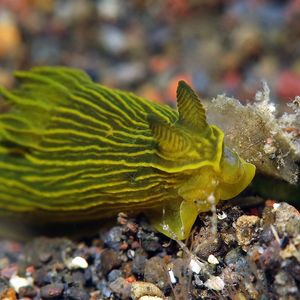 Gymnodoris 印�度尼西亚 Indonesia , 巴厘岛 Bali , 艾湄湾 Amed Bay @LazyDiving.com 潜水时光