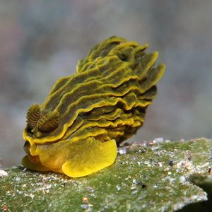 Gymnodoris 印度尼西亚 Indonesia , 巴厘岛 Bali , 艾湄湾 Amed Bay @LazyDiving.com 潜水时光