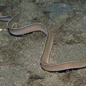 Gymnothorax albimarginatus 印度尼西亚 Indonesia , 安汶 Ambon @LazyDiving.com 潜水时光