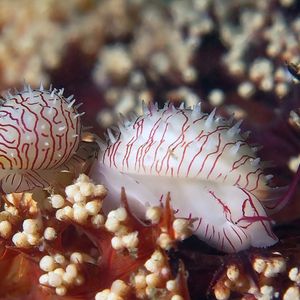 Habuprionovolva umbilicata 东帝汶 Timor-Leste @LazyDiving.com 潜水时光