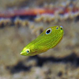 Halichoeres chrysus Halichoeres chrysus 印度尼西亚 Indonesia , 马鲁古 Maluku , 安汶 Ambon @LazyDiving.com 潜水时光