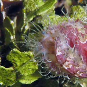 Haliotis clathrata 印度尼西亚 Indonesia , 马鲁古 Maluku , 安汶 Ambon @LazyDiving.com 潜水时光