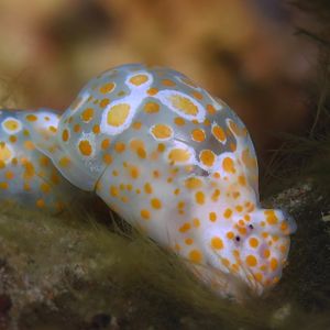 Lamprohaminoea ovalis 印度尼西亚 Indonesia , 巴厘岛 Bali , 图蓝本 Tulamben @LazyDiving.com 潜水时光